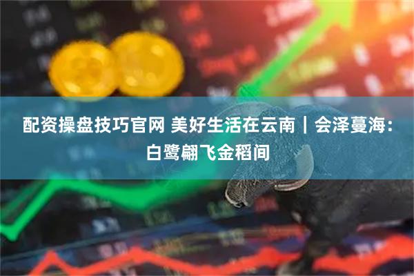 配资操盘技巧官网 美好生活在云南｜会泽蔓海：白鹭翩飞金稻间